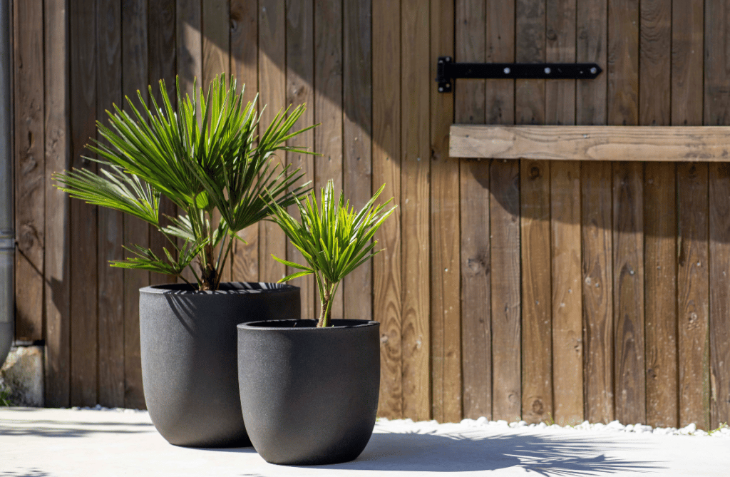 Nova Design & Build - Jardinieră Capi în formă de ou - Smooth NL - Black - Setting